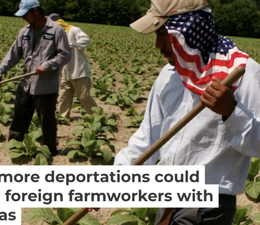 Mexican farmworkers with H-2A visas weed a North Carolina tobacco field in 2016. Andrew Lichtenstein/Corbis via Getty Images